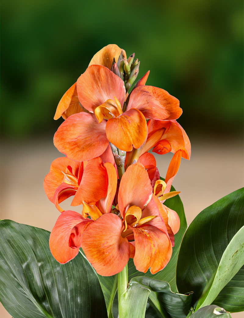 Canna 'Cannasun Sofia' in piena fioritura con foglie verdi