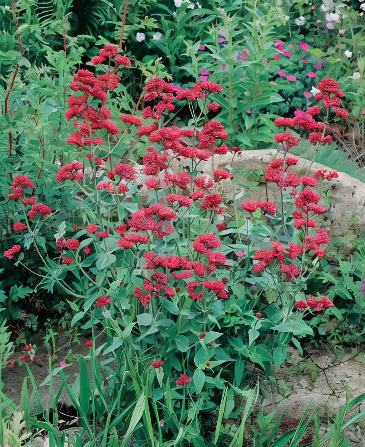 Centranthus ruber 'Coccineus' con fiori rosso carminio vibranti in un giardino roccioso.