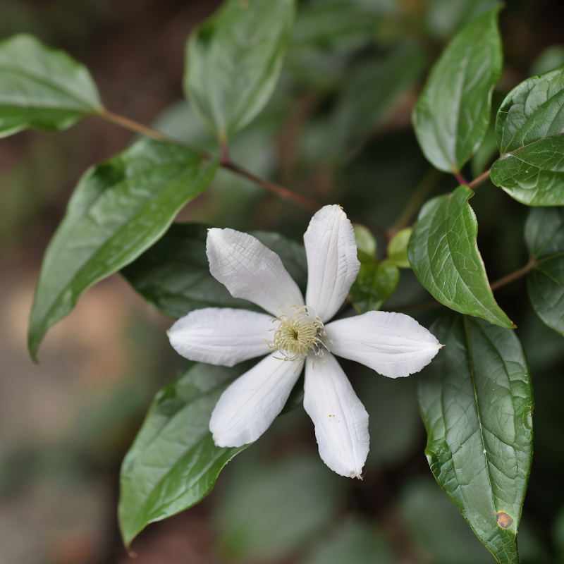 Clematis armandii rampicante con fiori bianchi su pergola
