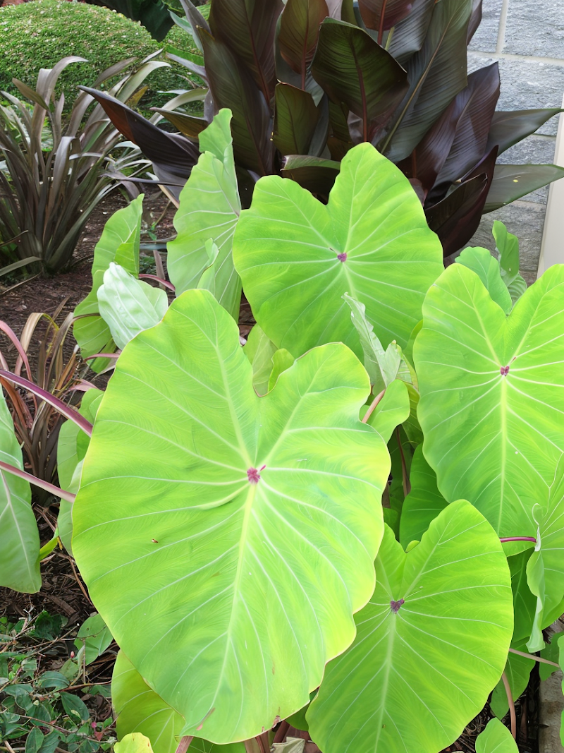 Colocasia esculenta 'Red-Eyed Gecko' con foglie verde intenso e macchie rosse al centro