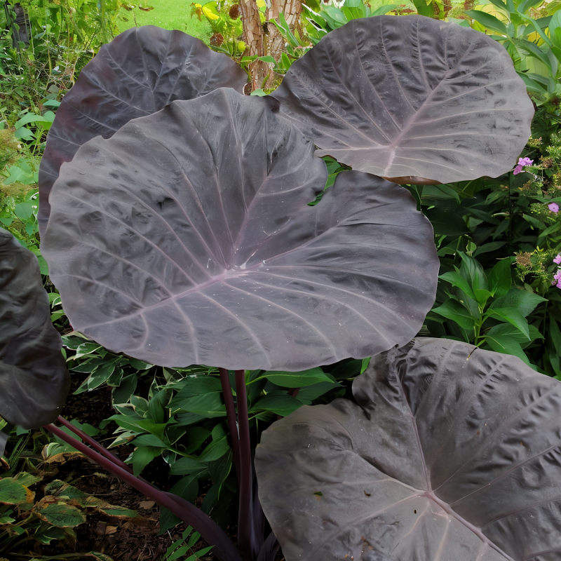 Colocasia esculenta 'Noble Gigante' con grandi foglie verdi in un giardino lussureggiante