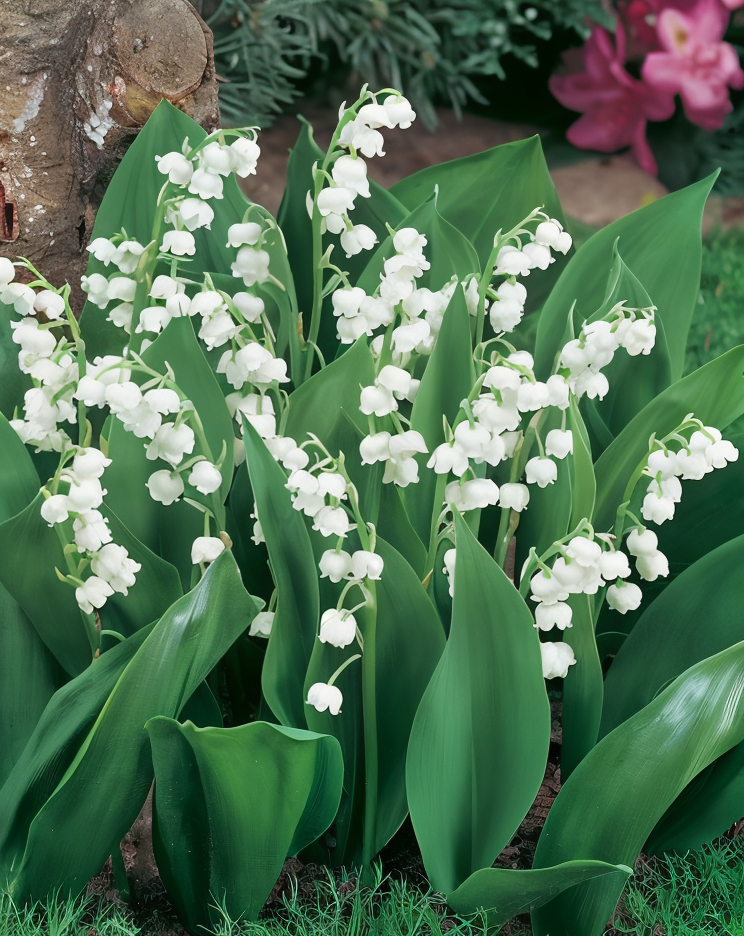 Convallaria majalis, mughetto in fiore nel sottobosco ombroso