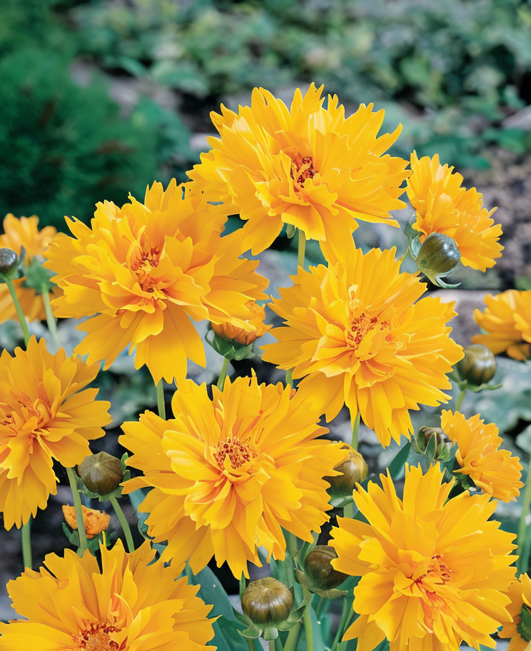 Coreopsis grandiflora 'Early Sunrise' fiorito in giardino soleggiato