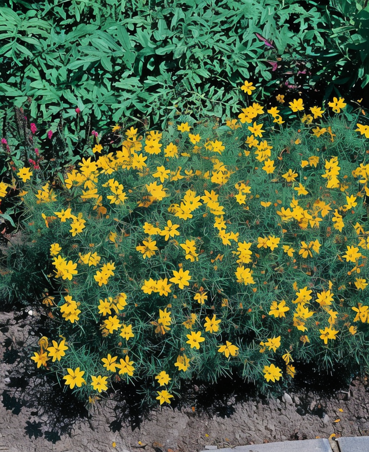 Coreopsis verticillata 'Zagreb' con fiori gialli brillanti in pieno sole