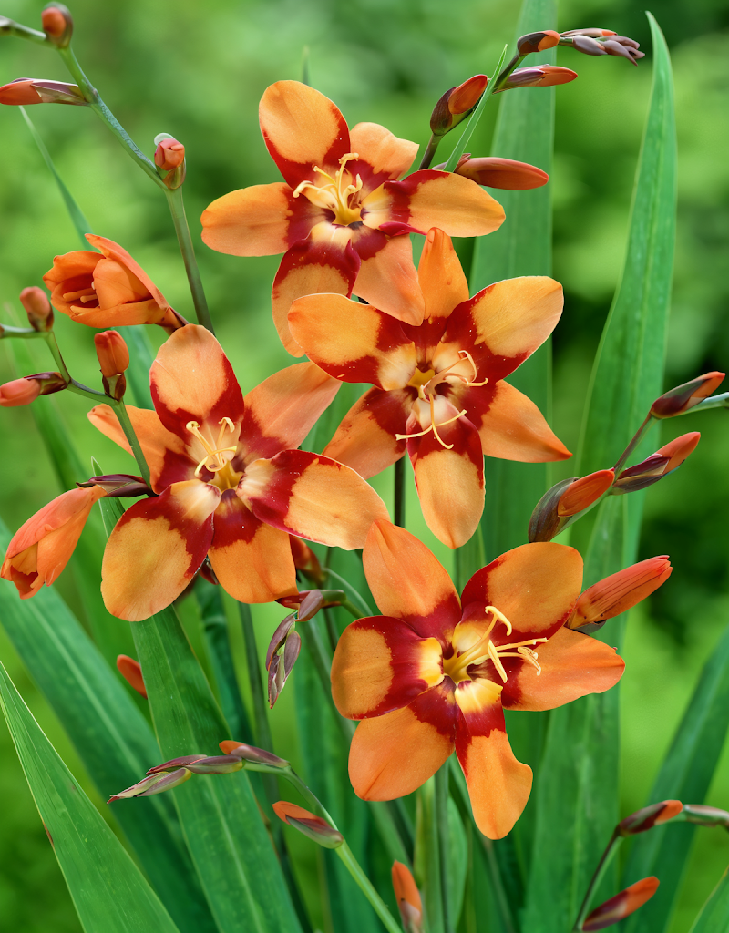 Crocosmia 'Emilie McKenzie' in piena fioritura estiva, accento vibrante per il giardino