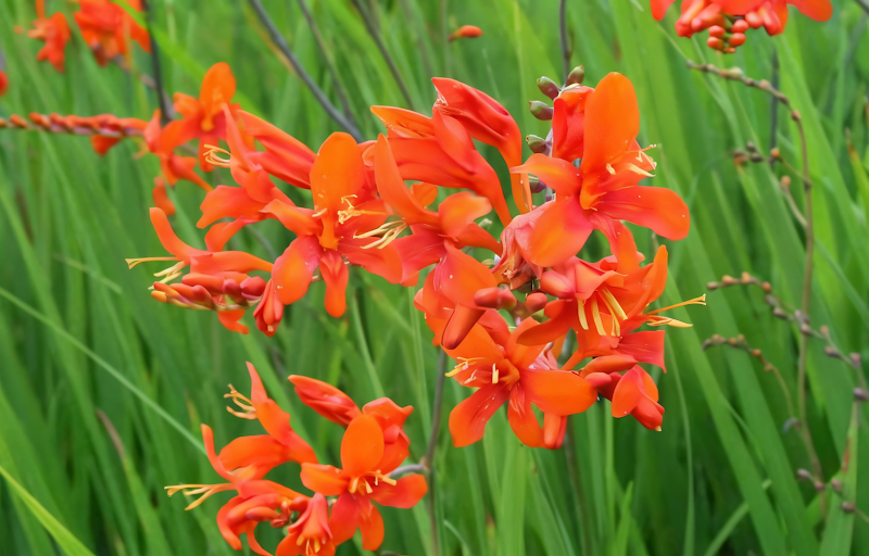 Crocosmia masoniorum in fioritura con spighe arancioni vibranti