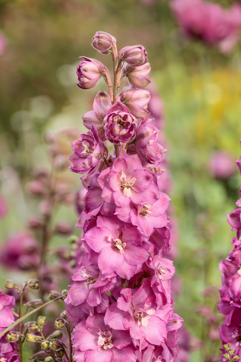 Delphinium 'Delgenius Chantay' con fiori blu-violacei a spiga in giardino