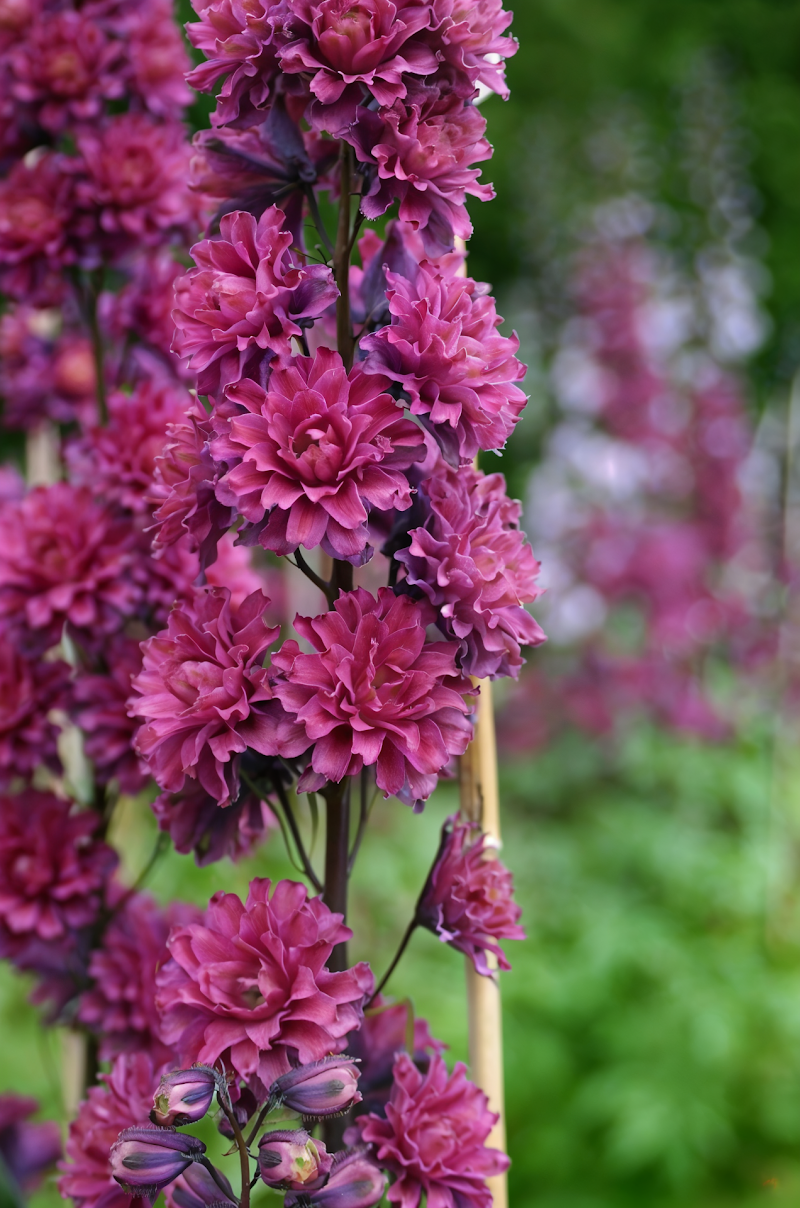 Delphinium Highlander Flamenco: spighe di fiori magenta nel giardino