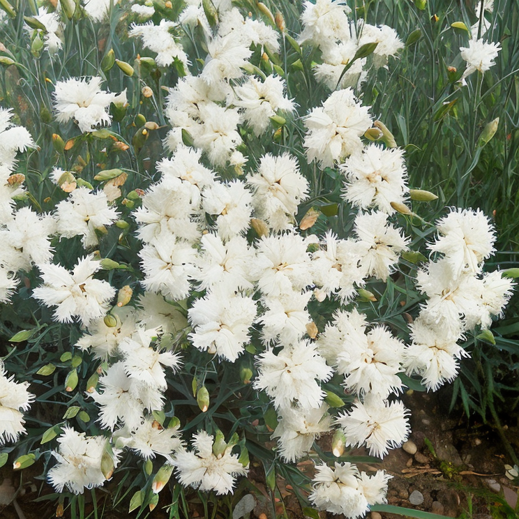 Dianthus plumarius Albus in piena fioritura, design giardino roccioso