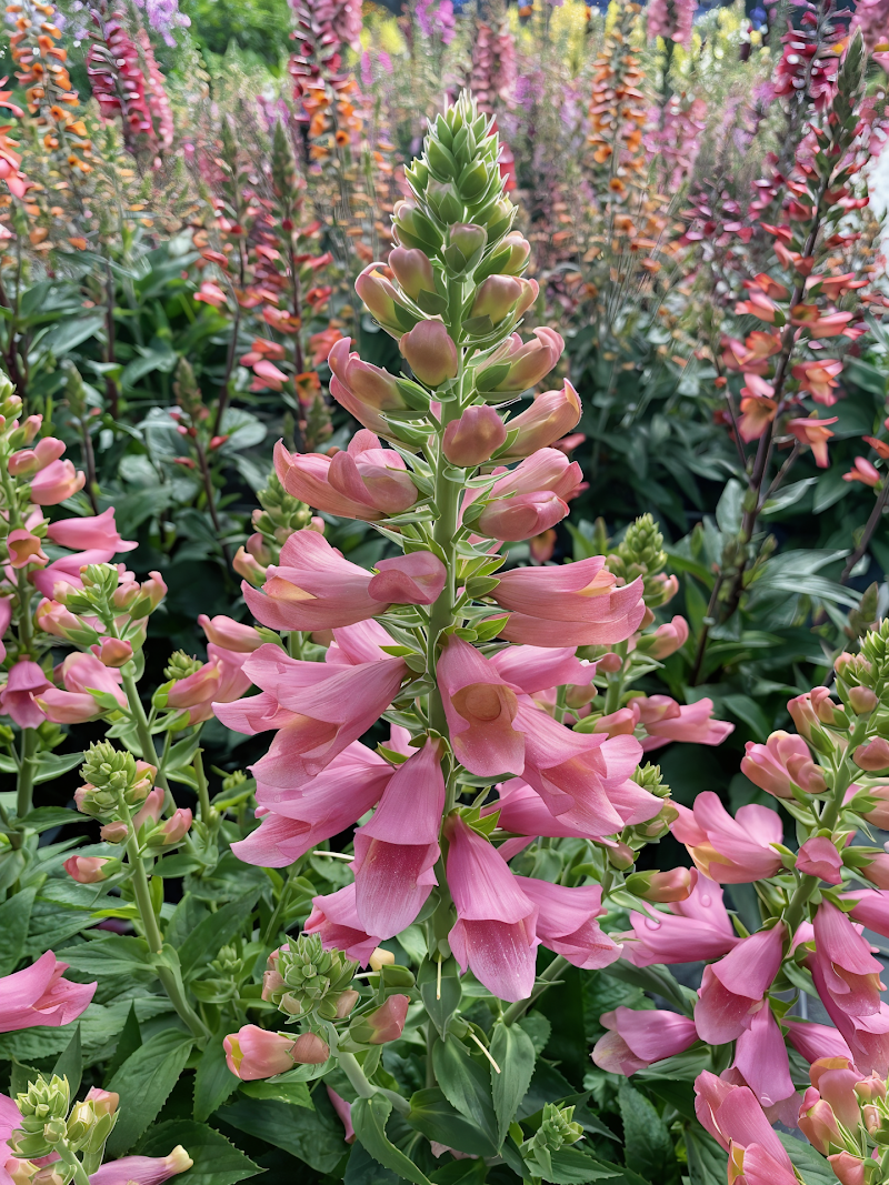 Digiplexis 'Flamingo' in piena fioritura, colori vivaci e forma slanciata
