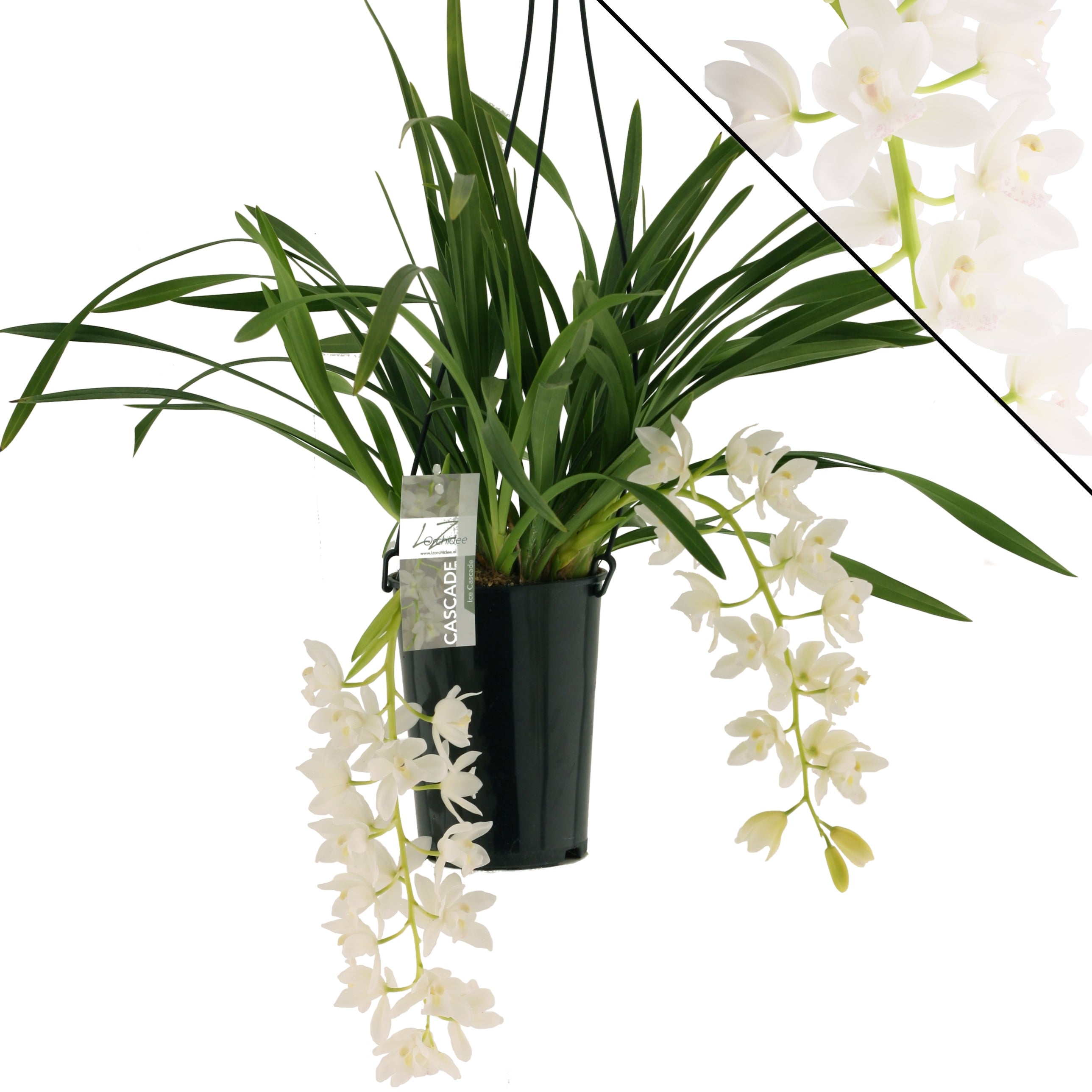 Cymbidium Ice Cascade, dettaglio dei fiori bianchi
