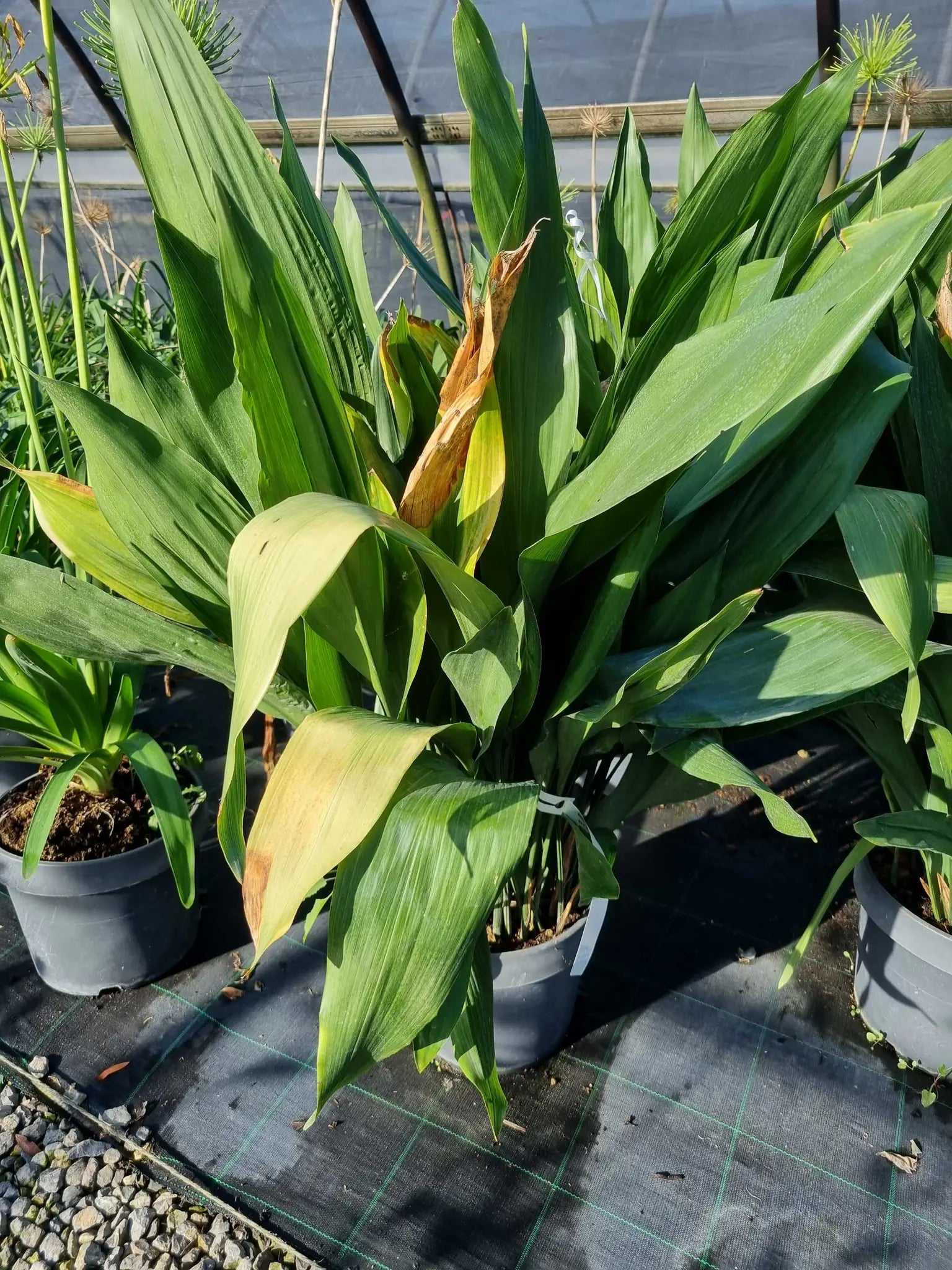 Asplenium scolopendrium, felce lingua di cervo dalle fronde intere lucide