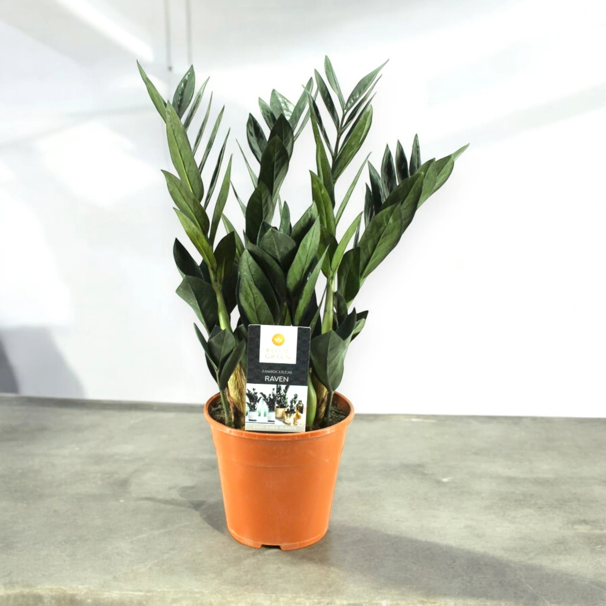 Zamioculcas 'Raven' su sfondo in cemento