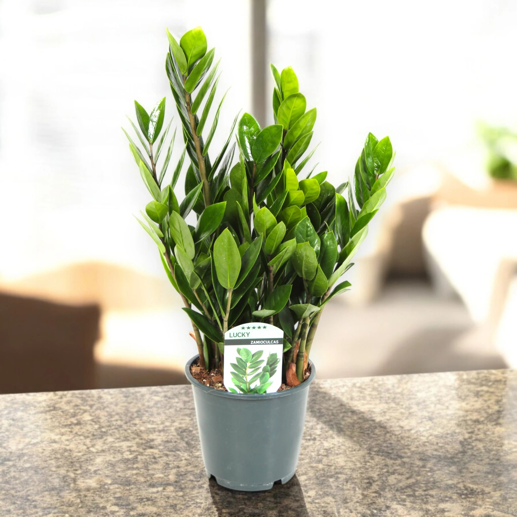 Zamioculcas zamiifolia (pianta ZZ) su sfondo in granito