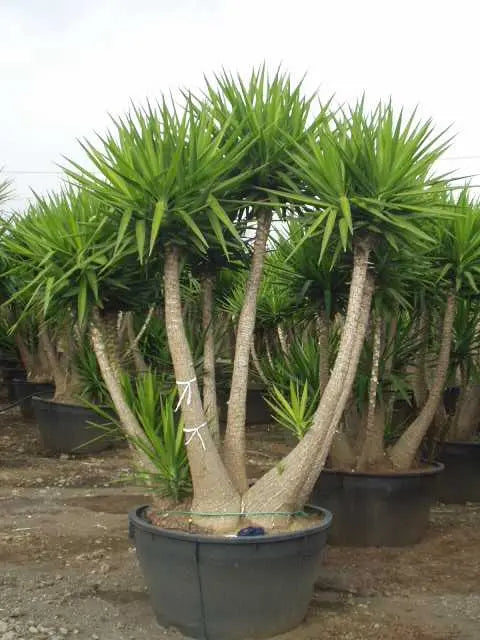 Yucca da interno in vaso, pianta dal tronco legnoso e foglie a stella