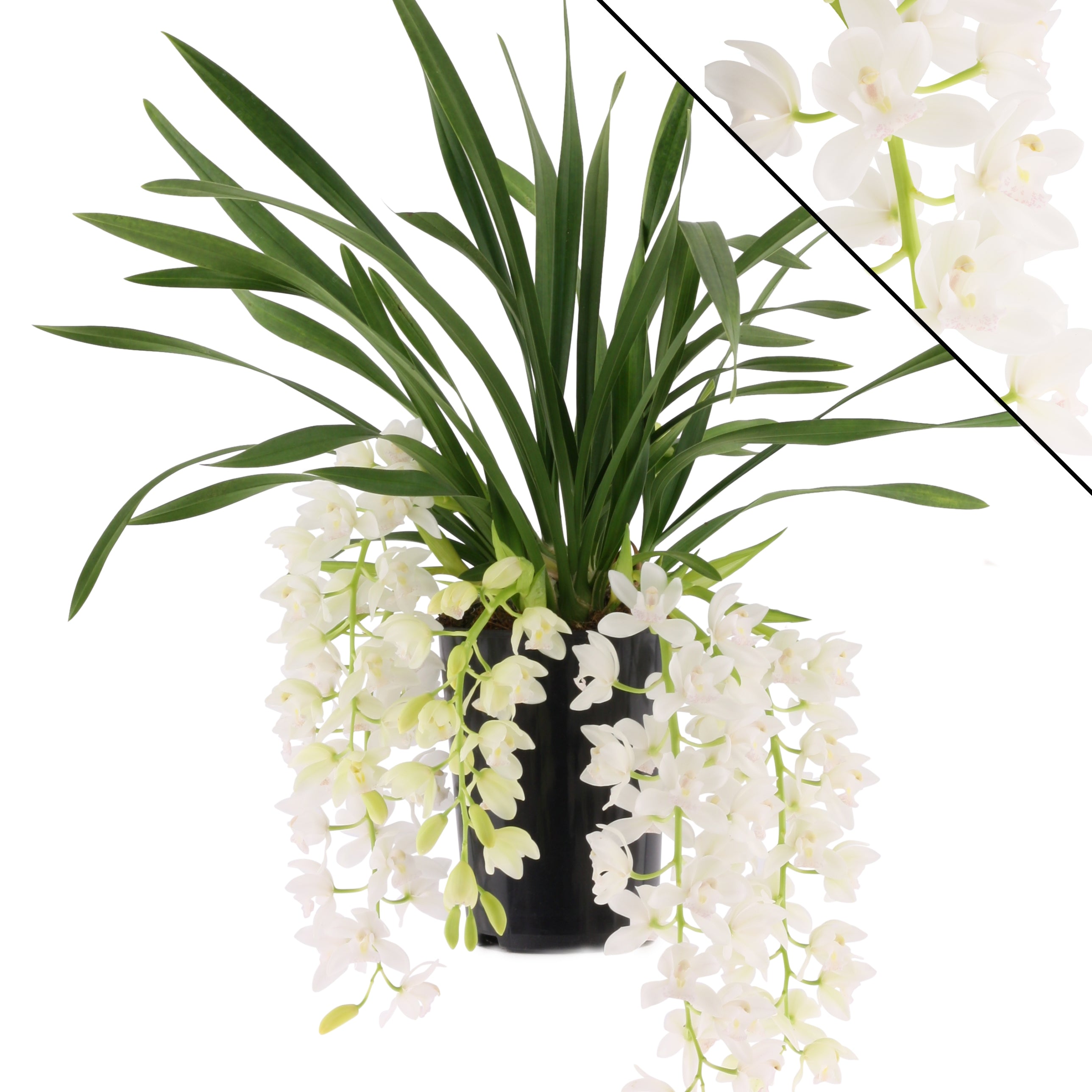 Cymbidium Ice Cascade, orchidea dalla cascata di fiori bianchi