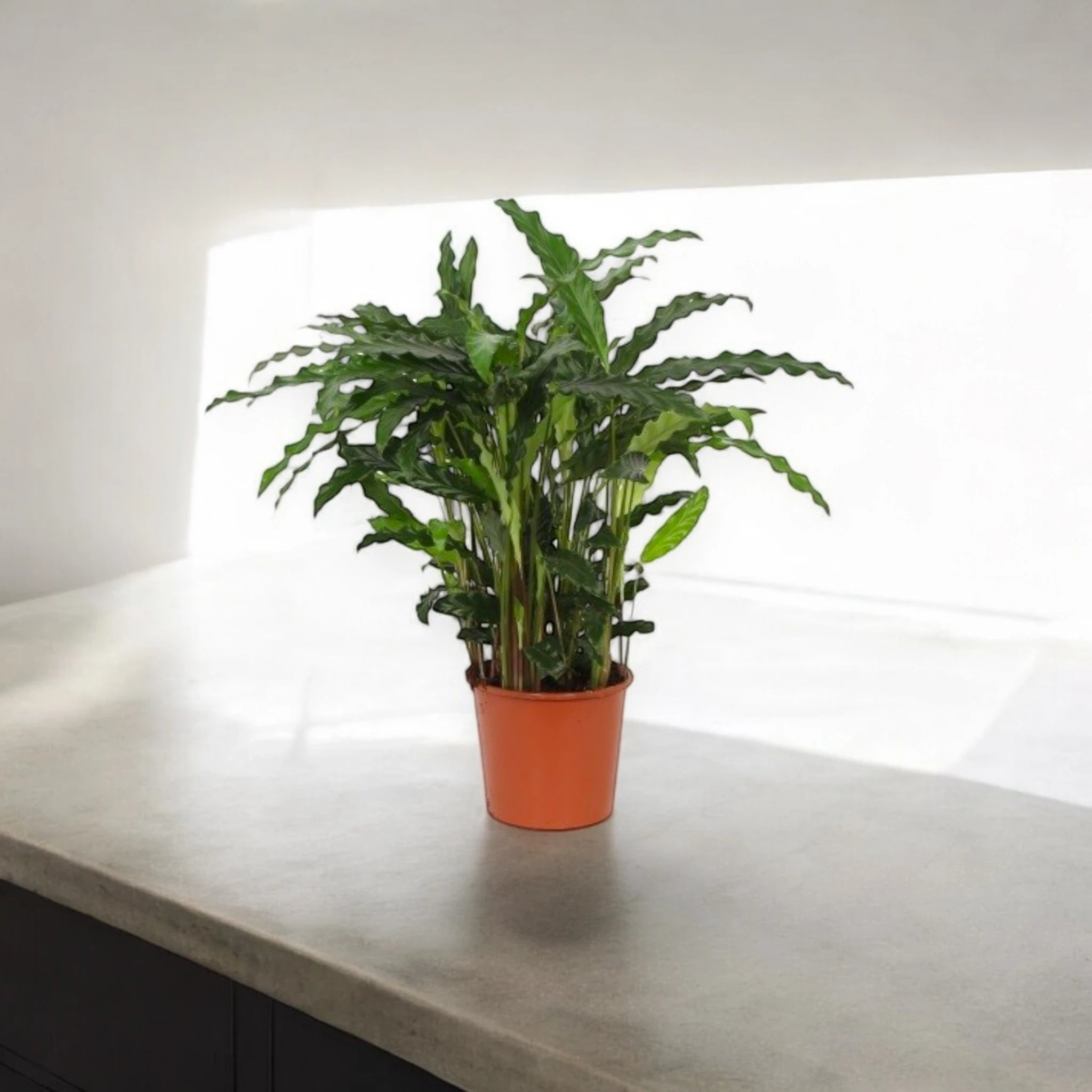 Calathea rufibarba, pianta da interno dalle foglie strette e ondulate