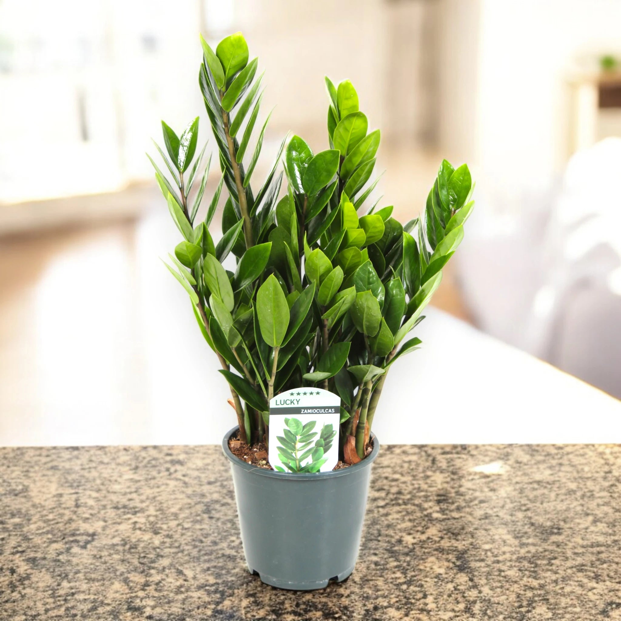 Zamioculcas zamiifolia, foglie verdi lucide in vaso
