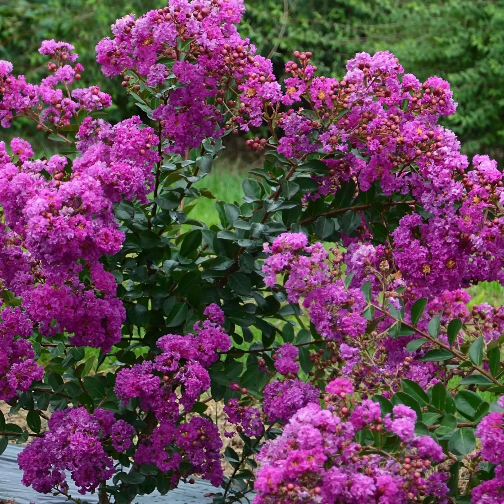 Lagerstroemia indica Indyia Charms Violet d'ete - fioritura