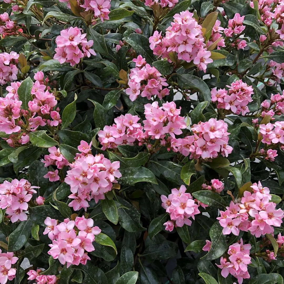 Rhaphiolepis indica Springtime - pianta