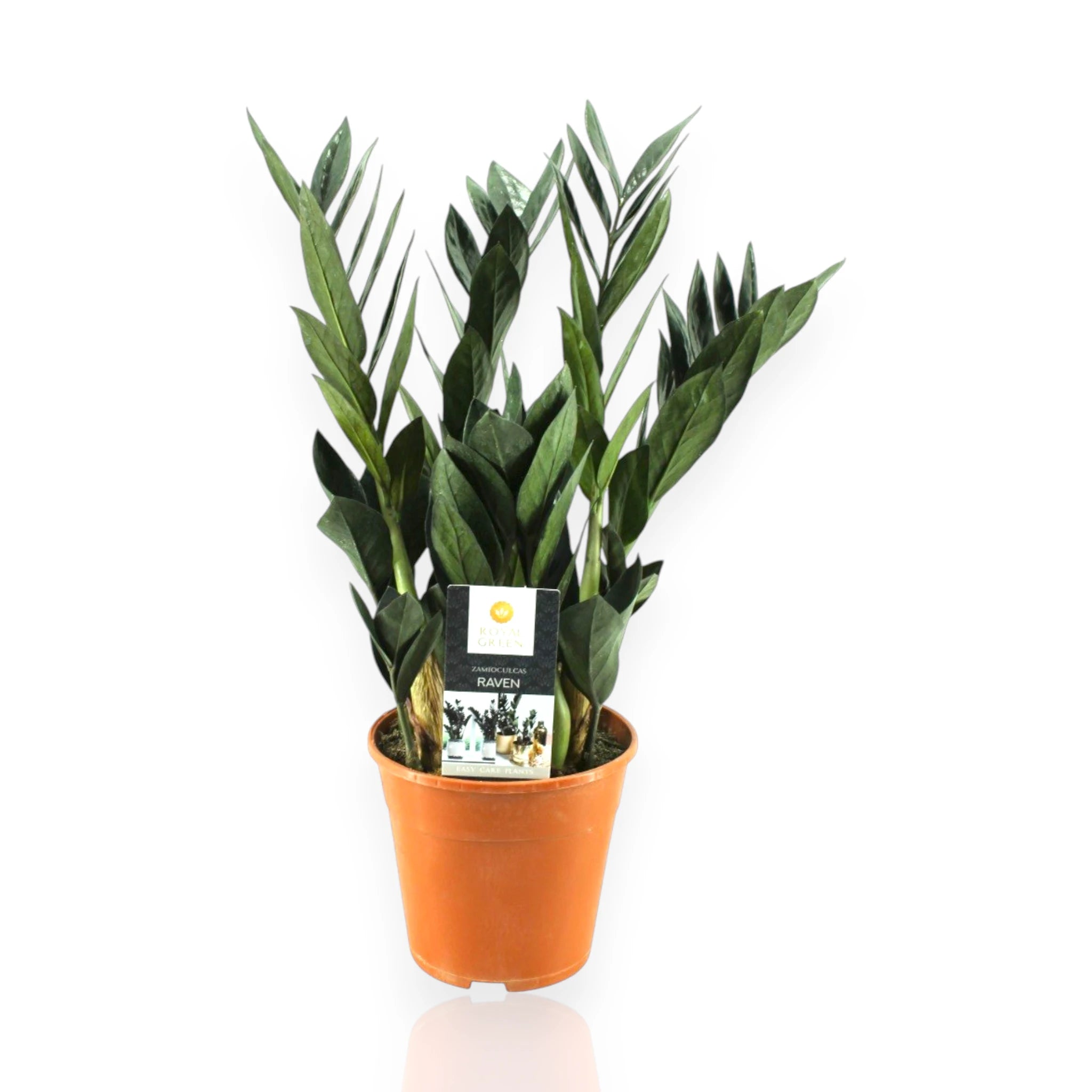 Zamioculcas zamiifolia 'Raven' in vaso, pianta da interno dal fogliame scuro