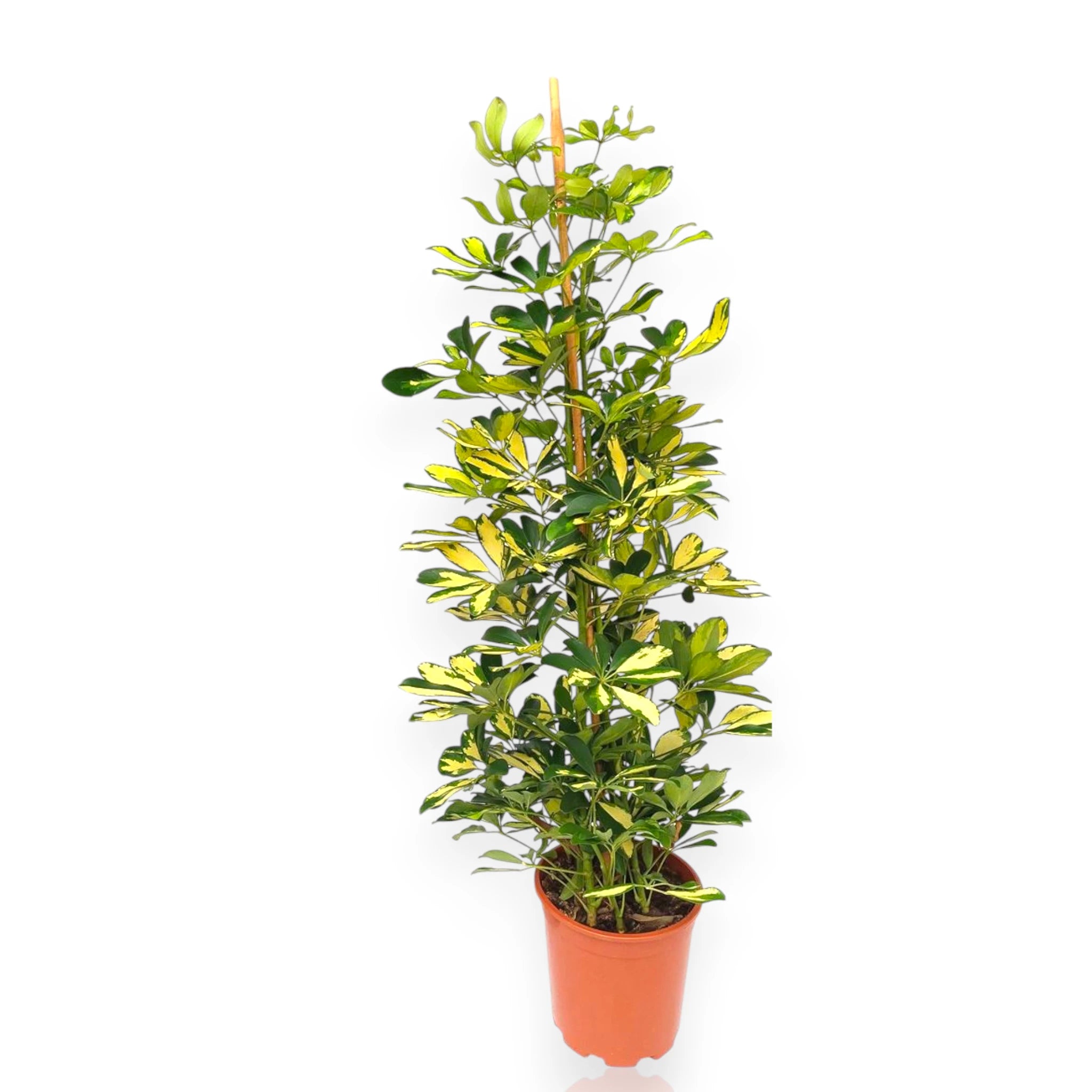 Schefflera arboricola Gold Capella, pianta da interno dalle foglie variegate oro