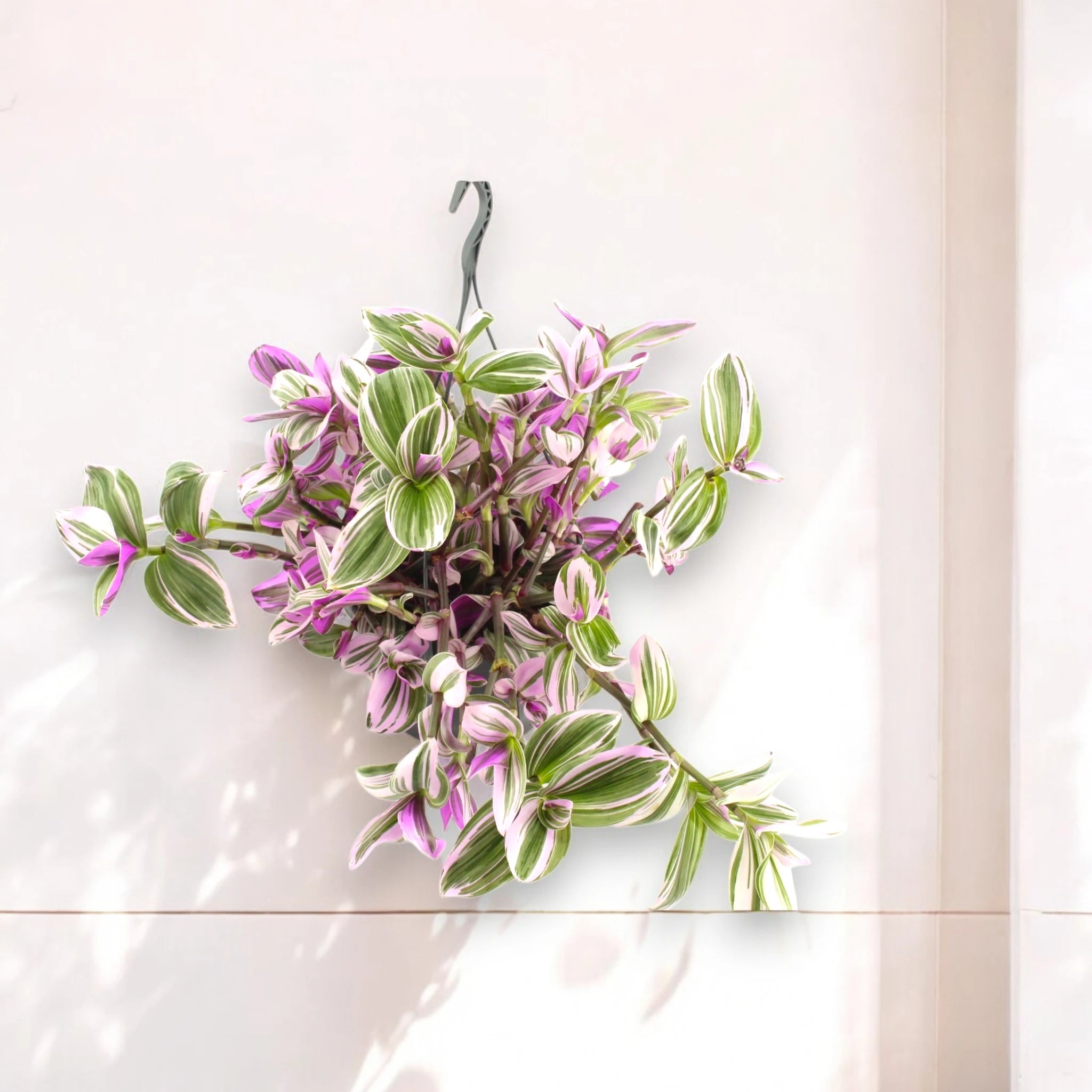Tradescantia Nanouk - in vaso