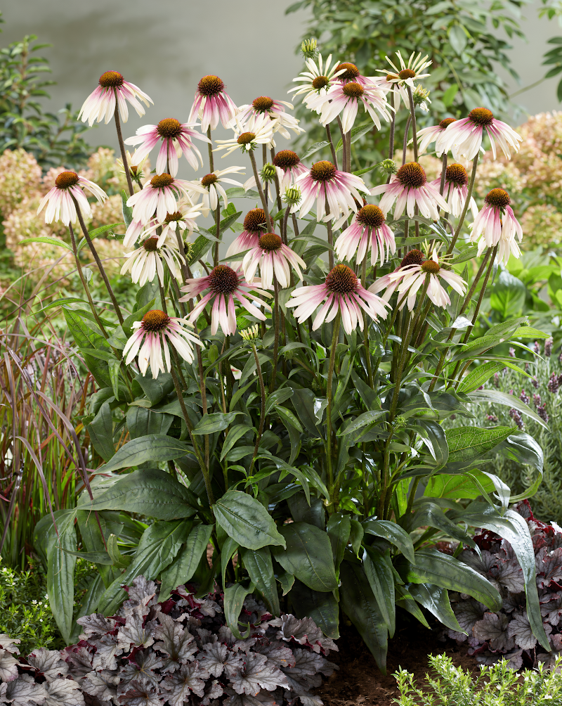 Echinacea purpurea 'Pretty Parasols' in piena fioritura con farfalle in un giardino estivo