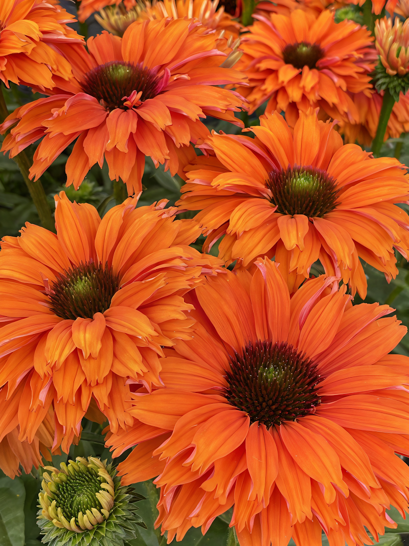 Echinacea Sunseekers Mineola con fiori arancio vivaci in pieno sole