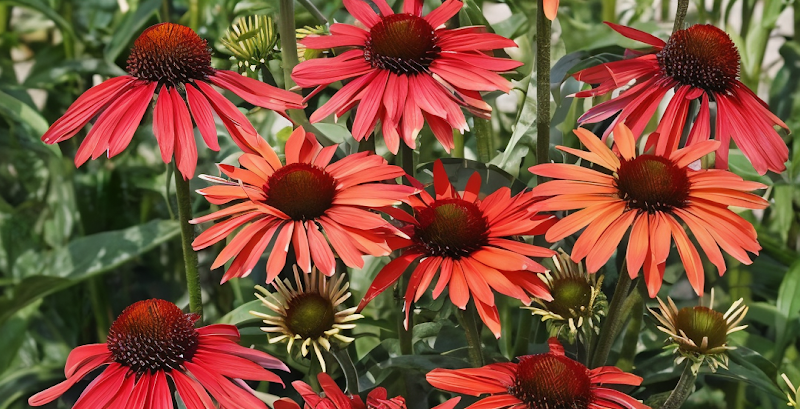 Echinacea purpurea 'Hot Summer' in piena fioritura, design da giardino.