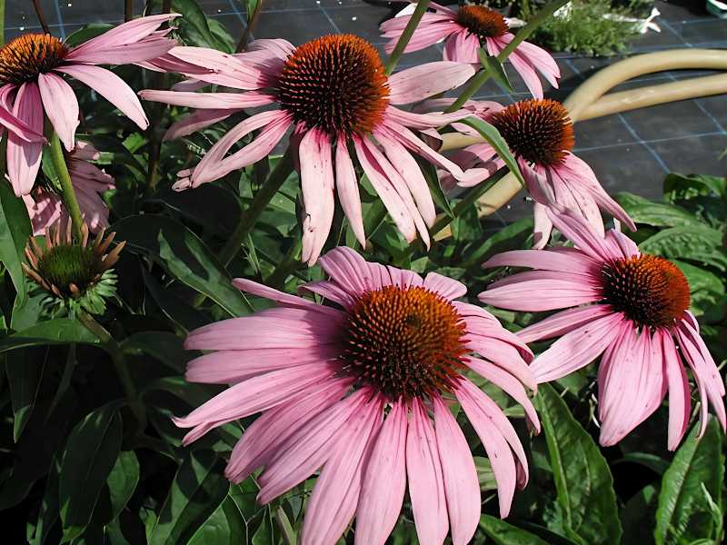 Echinacea purpurea 'Magnus' in piena fioritura in un giardino soleggiato con farfalle