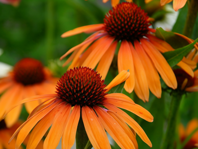 Echinacea purpurea 'Orange Passion' in piena fioritura, giardino soleggiato