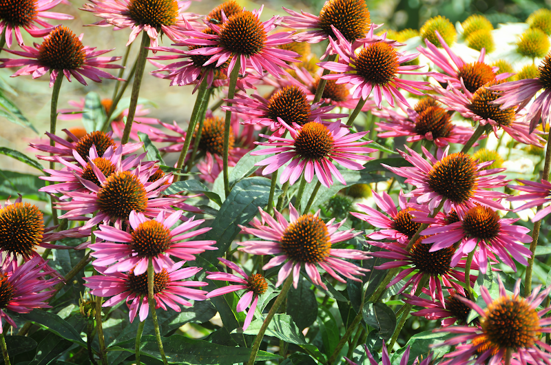 Echinacea purpurea 'Pica Bella' in piena fioritura con petali rosa e centro scuro in un giardino naturalistico