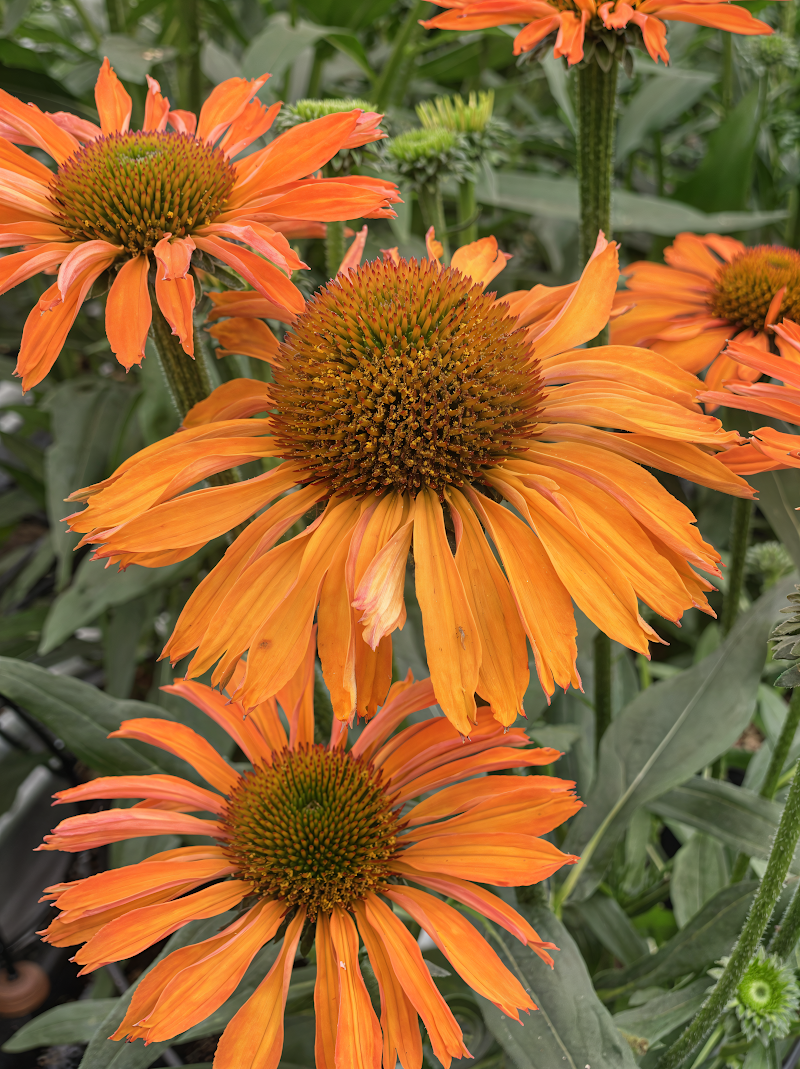 Echinacea purpurea Prima Saffron, fiore giallo brillante in primo piano
