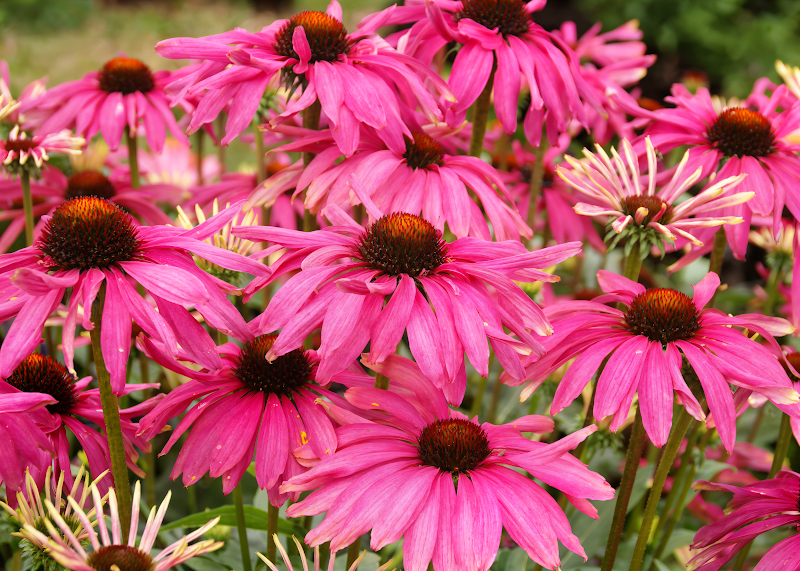 Echinacea purpurea 'Purple Emperor' in piena fioritura in un giardino estivo.