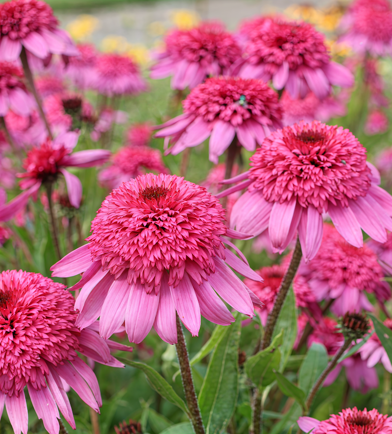Echinacea purpurea 'Summer Candy' in piena fioritura in un giardino estivo