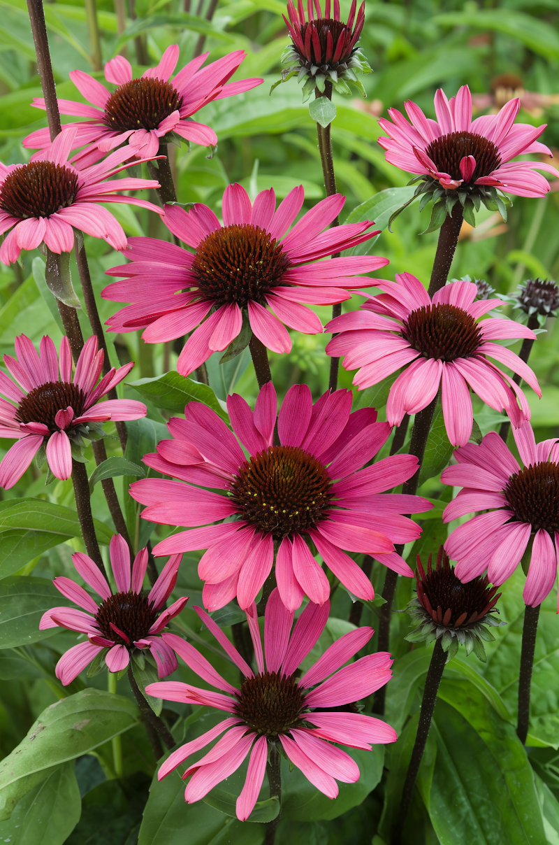 Echinacea purpurea 'Summer Cloud' con fiori bianchi in un giardino naturalistico