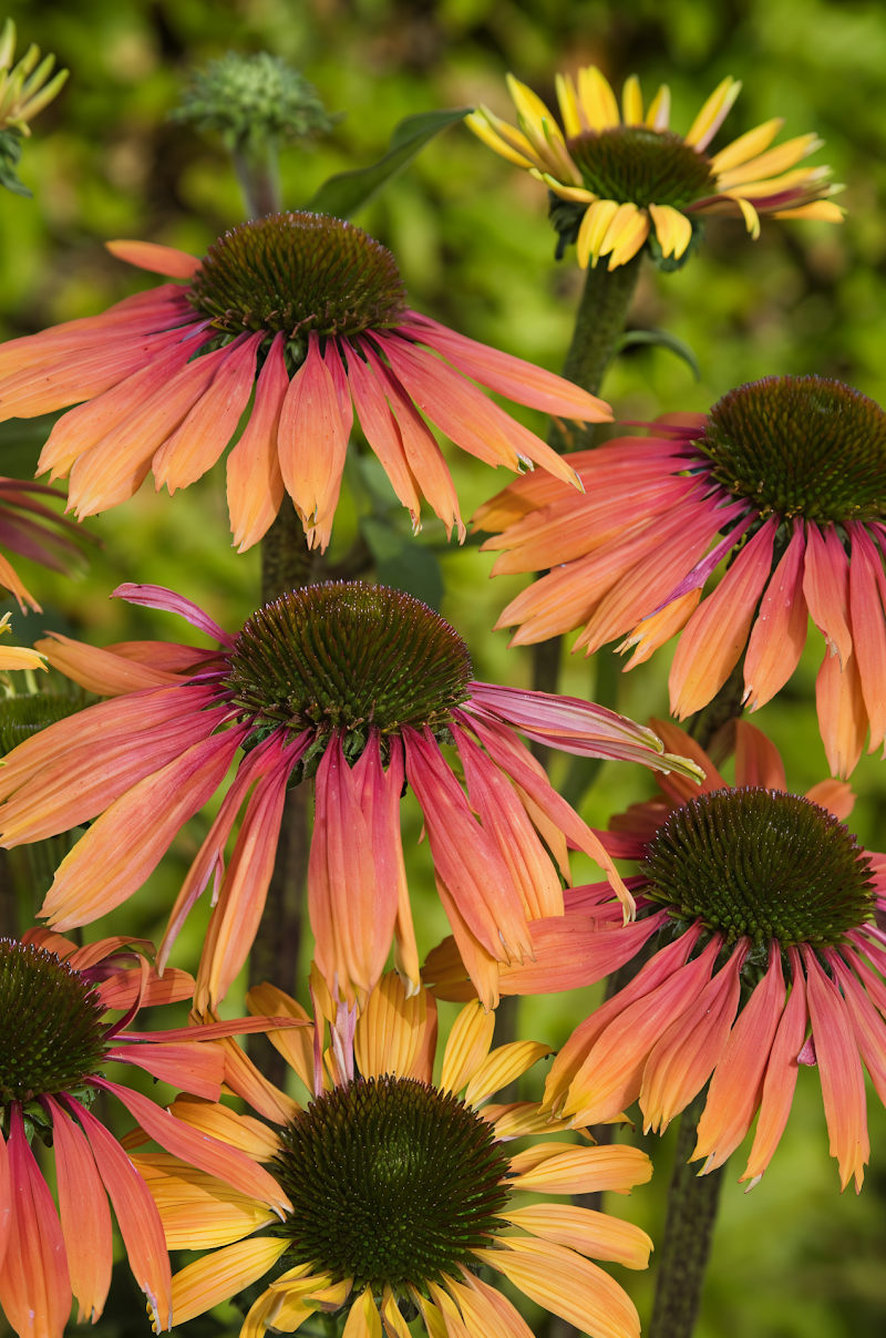 Echinacea Summer Cocktail in piena fioritura, design da giardino naturale