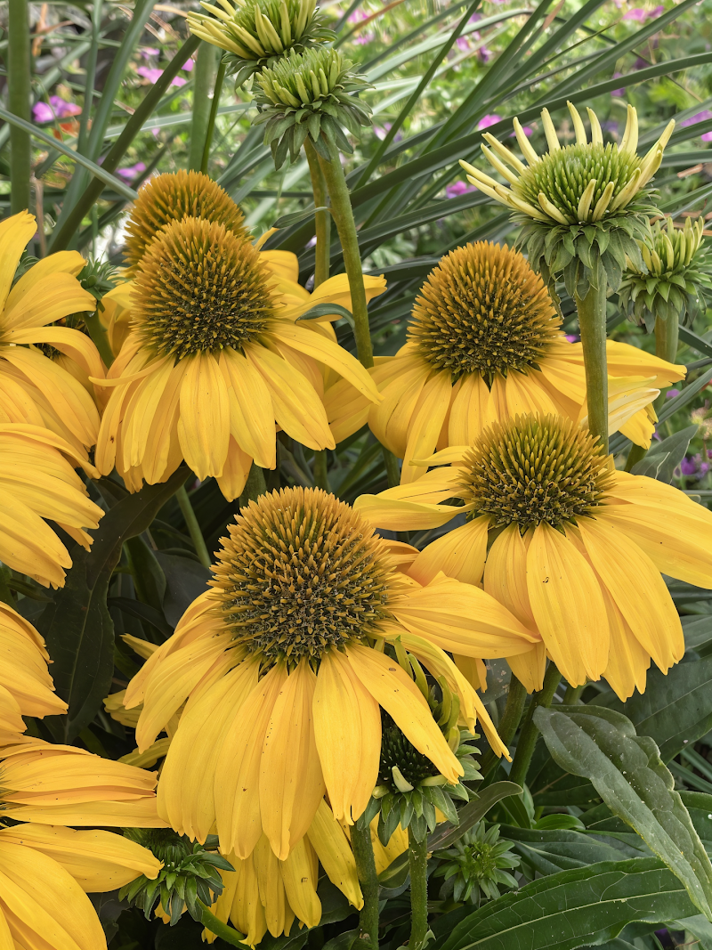 Echinacea Sunseekers Citrus in piena fioritura, un'esplosione di colore per il giardino
