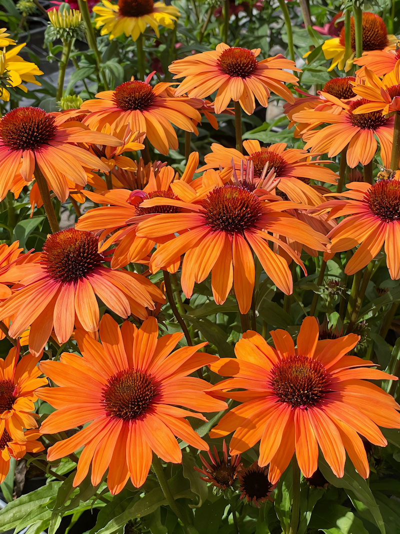 Echinacea Sunseekers Clementine in piena fioritura, colori arancio brillante in giardino