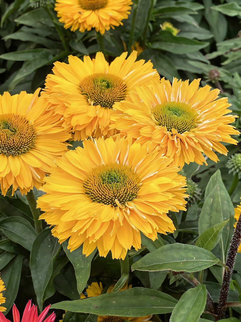 Echinacea purpurea 'Sunseekers Golden Sun' in fiore nel giardino naturalistico