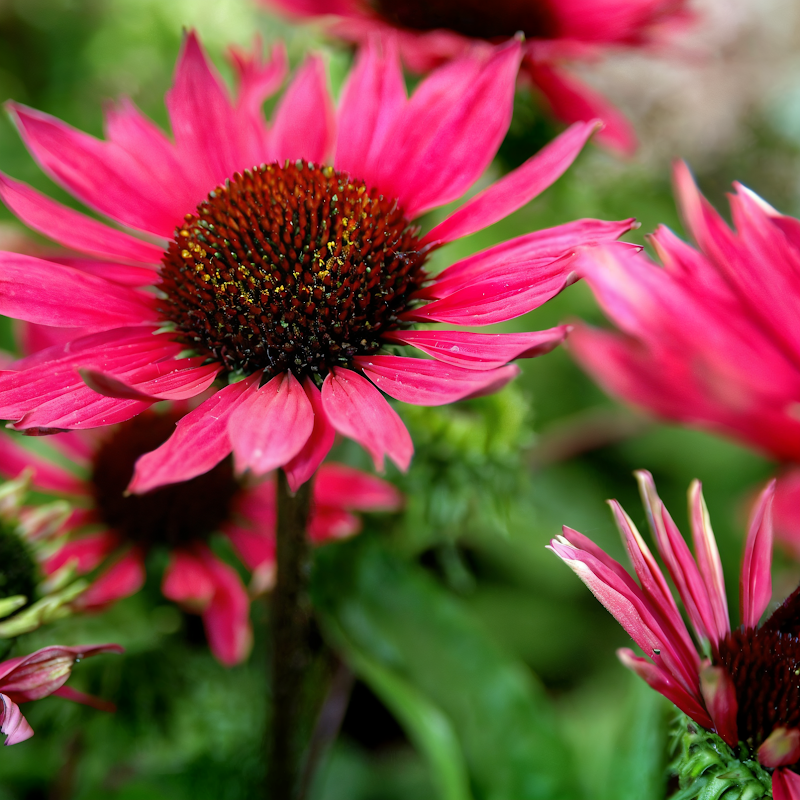 Echinacea purpurea 'Vintage Wine', fiore rosso bordeaux nel giardino.