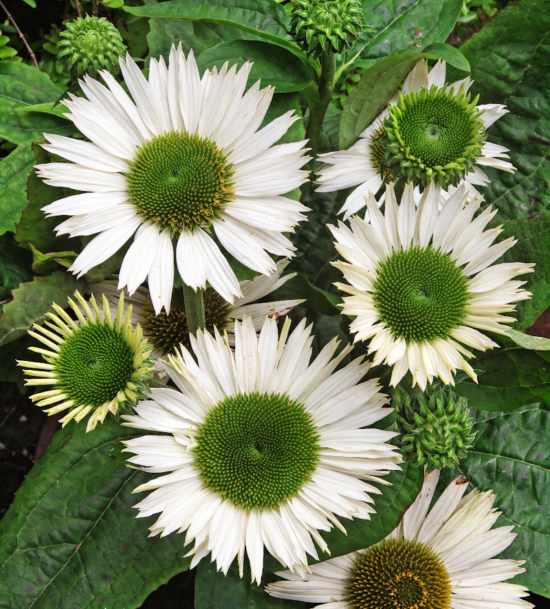 Echinacea purpurea 'Virgin' in piena fioritura, un design green elegante.