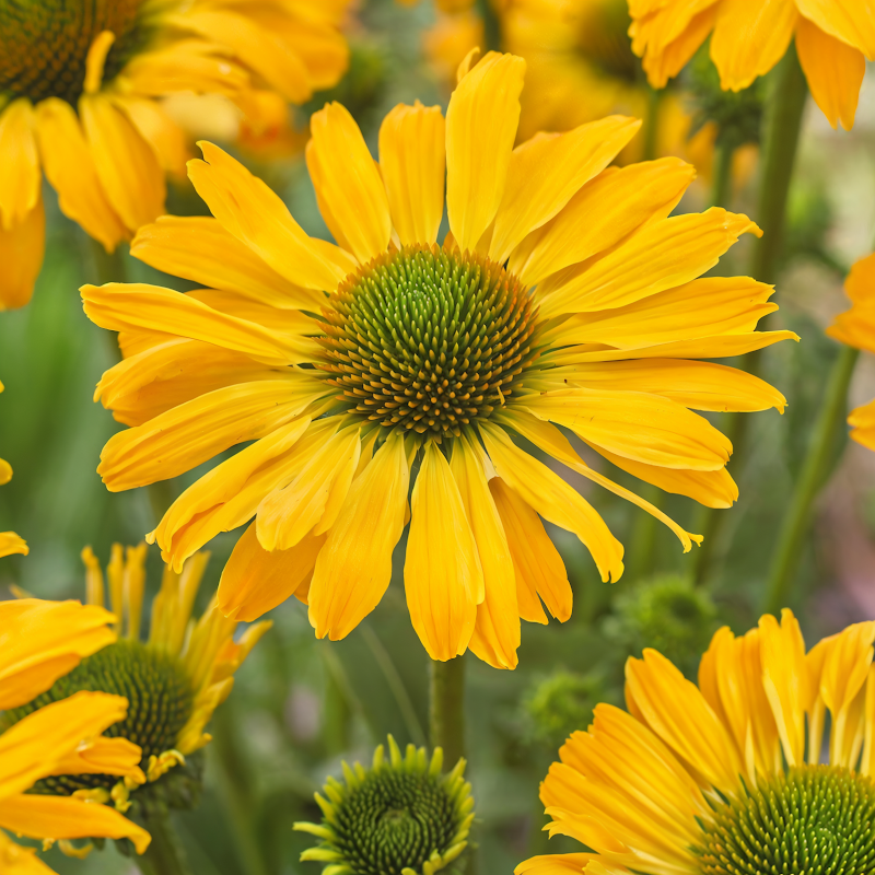 Echinacea 'Yellow Passion' in piena fioritura con petali gialli vivaci in un giardino estivo