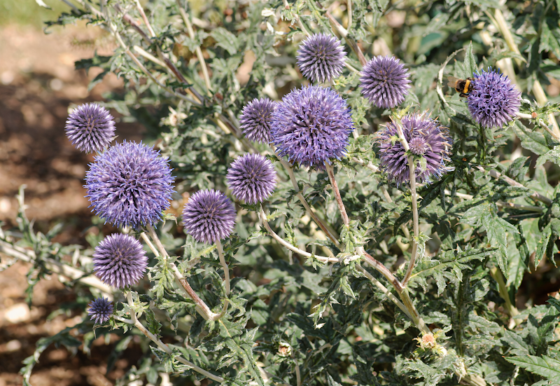 Echinops ritro 'Ritro' in fiore blu intenso in giardino assolato