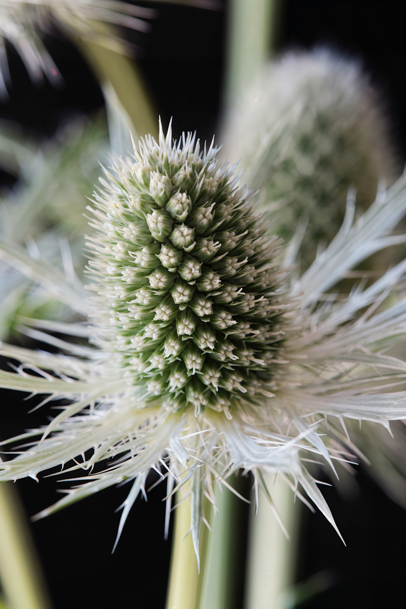 Eryngium planum 'Magical White Lagoon' in piena fioritura, design giardino roccioso