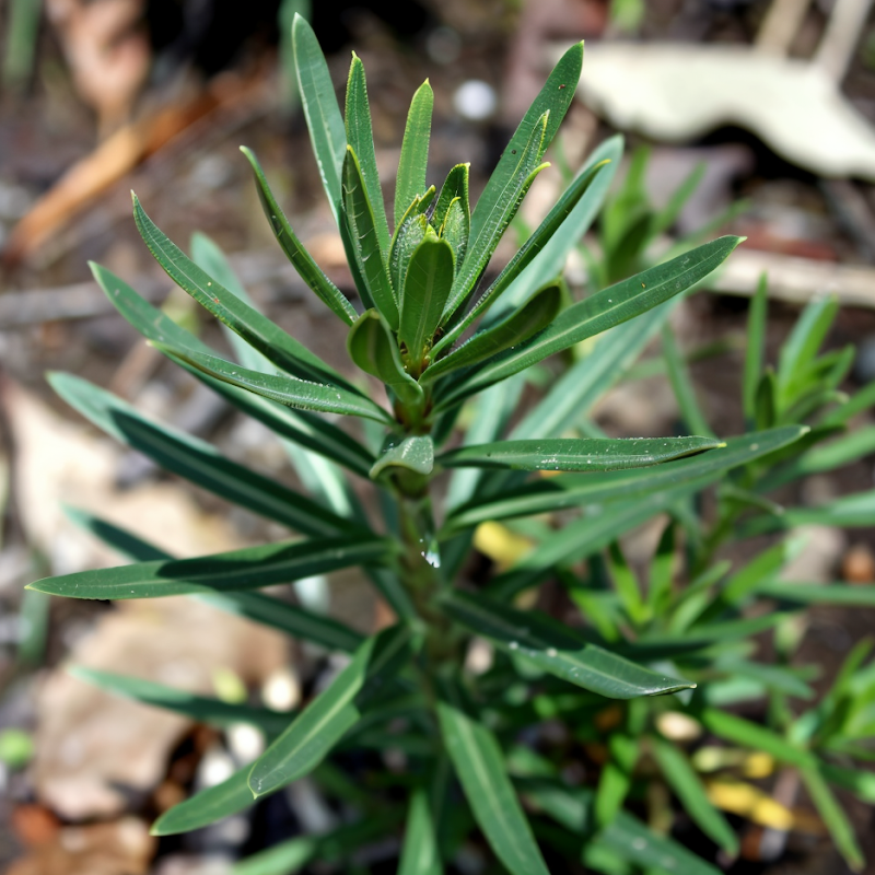 Euphorbia palustris in piena fioritura giallo-verde in un ambiente umido del giardino