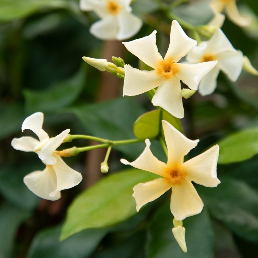 Fiori bianchi profumati del Falso Gelsomino Trachelospermum jasminoides Christabel Bielenberg