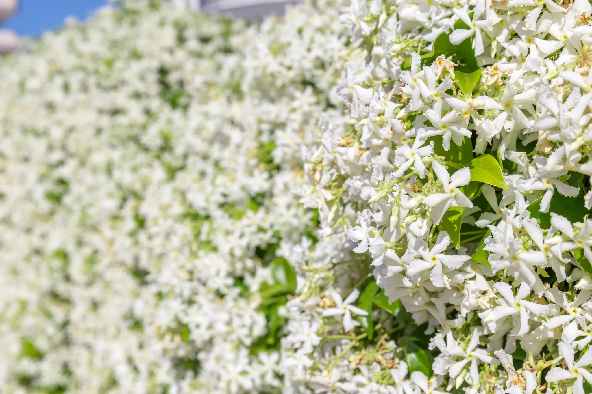 Fioritura abbondante del Falso Gelsomino Trachelospermum jasminoides con fiori bianchi profumati