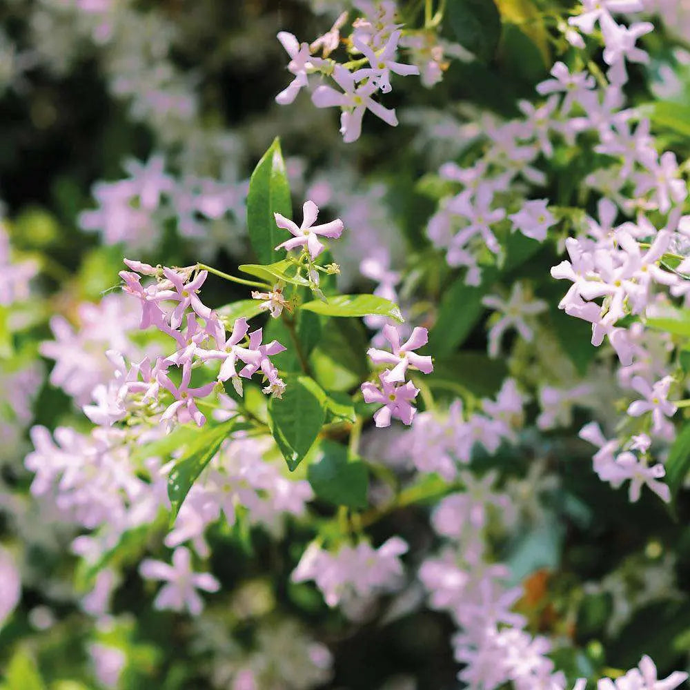 Fioritura rosa chiaro del Falso Gelsomino Trachelospermum jasminoides Rose